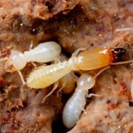 氣溫升雨水多，白蟻進(jìn)入高發(fā)期