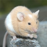 9大滅鼠奇招?。?！