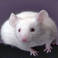 被老鼠咬傷怎么辦？